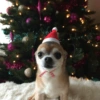 ☃️ A little bit Christmassy ☃️ 12