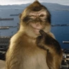 Monos  24