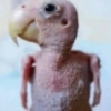 Bare Chick