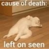 Meow Memes 😾 10