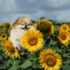 🌻 Flores amarillas 💐perros 2🐕 12