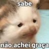 Chill | Cat Meme TikTok 23