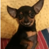 Cachorrinhos fofos/caóticos 8