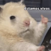 🙈 ANIMALITOS CON TEXTOS 😎 17