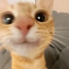 Gatitos. | @ocenferios  Haki. 8