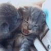 🐈-Cats-🐈 27