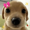Cachorrinhos fofos/caóticos 11