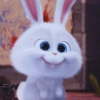 Bunny kelinci 6