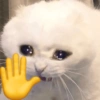 Gatos em alta 6
