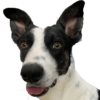 Bruce Wayne Dog 6