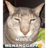 MALAS MENANGGAPI