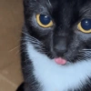 🌈🐈‍⬛✨️Gatos Funny Mood✨️🐈‍⬛🌈 24