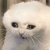 REAÇÕES DE ANIMAIS 14