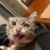Rigby the Cat🐱🤪✨ 12