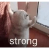 Cats 20