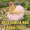 GALINHAS DEBOCHADAS 🐔 7