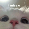 Meow Memes 😾 21