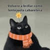 🙈 ANIMALITOS CON TEXTOS 😎 15