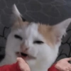 Memes 73 8