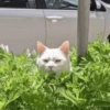 Gatinhos 🐱  22