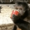 Macaquinhos 🐒 11