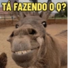 NOVAS ZUEIRAS 😋 6