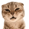 Kucing 19