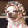 Perritos para todos 💕 17