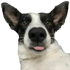 Bruce Wayne Dog 19