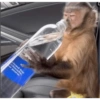 Monos 29