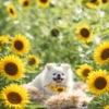 🌻 Flores amarillas 💐perros 2🐕 15