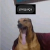 Cachorros que você deve usar 11