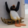 Pingu. | @ocenferios  Haki. 12