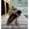 Memes de cachorro 18