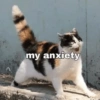 Cat meme funny 19