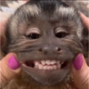 Monkey Mood 14