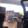 Macaquinhos 🐒 12