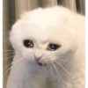 Cat meme funny 11
