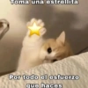 💬Gatos con Frases 🪂💬 7