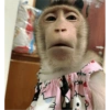 Monos 27
