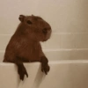 🍃 CAPYBARA MOODS 🍃 5
