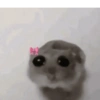Gatos shit 🐈‍⬛❤️ 5