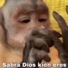 🙊🐒 Monitos 🐒🙈 5