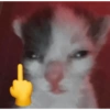 🐈-Cats-🐈 21