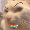 @catengushitpost ?