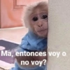Ma, entonces voy o no voy?
