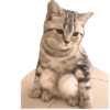 Kucing 13