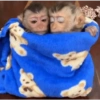 Monkey Mood 5