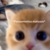 💬Gatos con Frases 🪂💬 10