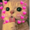 Michis Muy cutes 🩷🐱 14